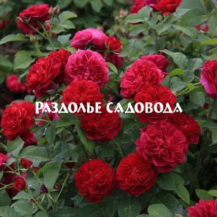 Роза английская (парковая) Тесс оф зе Д'эрбервилль