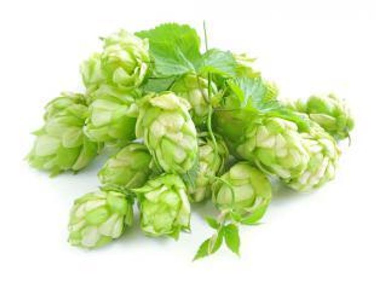 Новые сорта хмеля из США и Австралии