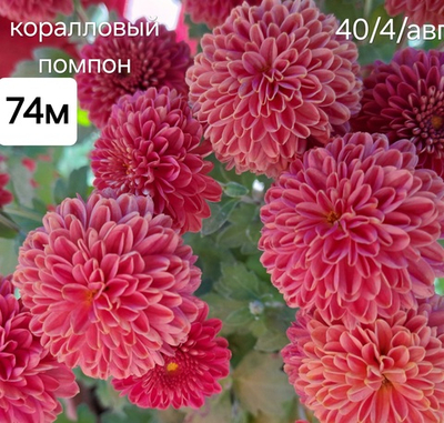 САЖЕНЦЫ ХРИЗАНТЕМЫ КОРАЛЛОВЫЙ ПОМПОН №74