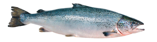 ЛОСОСЬ МОРОЖЕННЫЙ ЛАТ. НАИМЕНОВАНИЕ- (SALMO SALAR) НЕРАЗДЕЛАННЫЙ