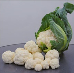 Октопус F1 семена капусты цветной (Clause / Клос)