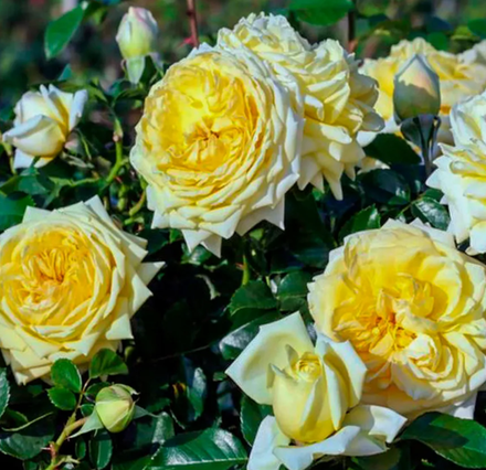 Роза шраб Надя Мейяндекор ОКС конец апреля -май 2026