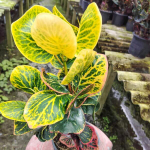 Кротон PHIMAN MAT