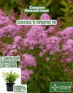 Саженец, Спирея, Иволистная