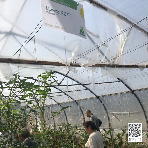 Цинто F1 семена томата индетерминантного (Rijk Zwaan / Райк Цваан) в поле – фото 4