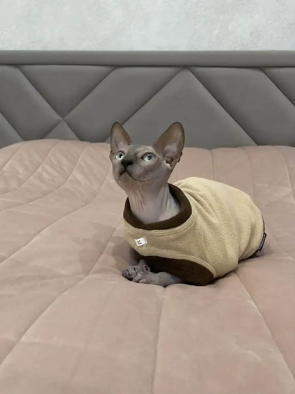 Одежда свитер для сфинксов