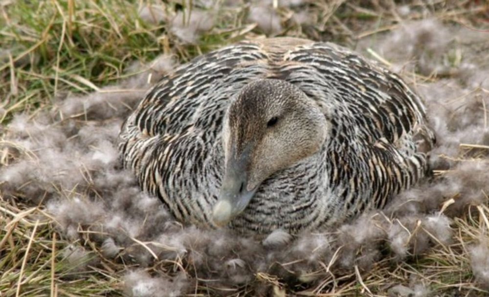 Одеяло теплое 220x240 Christian Fischbacher King