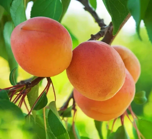 Саженцы Абрикоса «Юбилейный»
