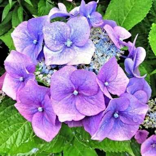 Гортензия пильчатая Блю Клаудс Р9 Закупка М59 апрель 2026