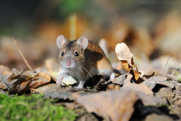 Осенняя миграция мышей