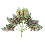 Каладиум куст триколор 45 см