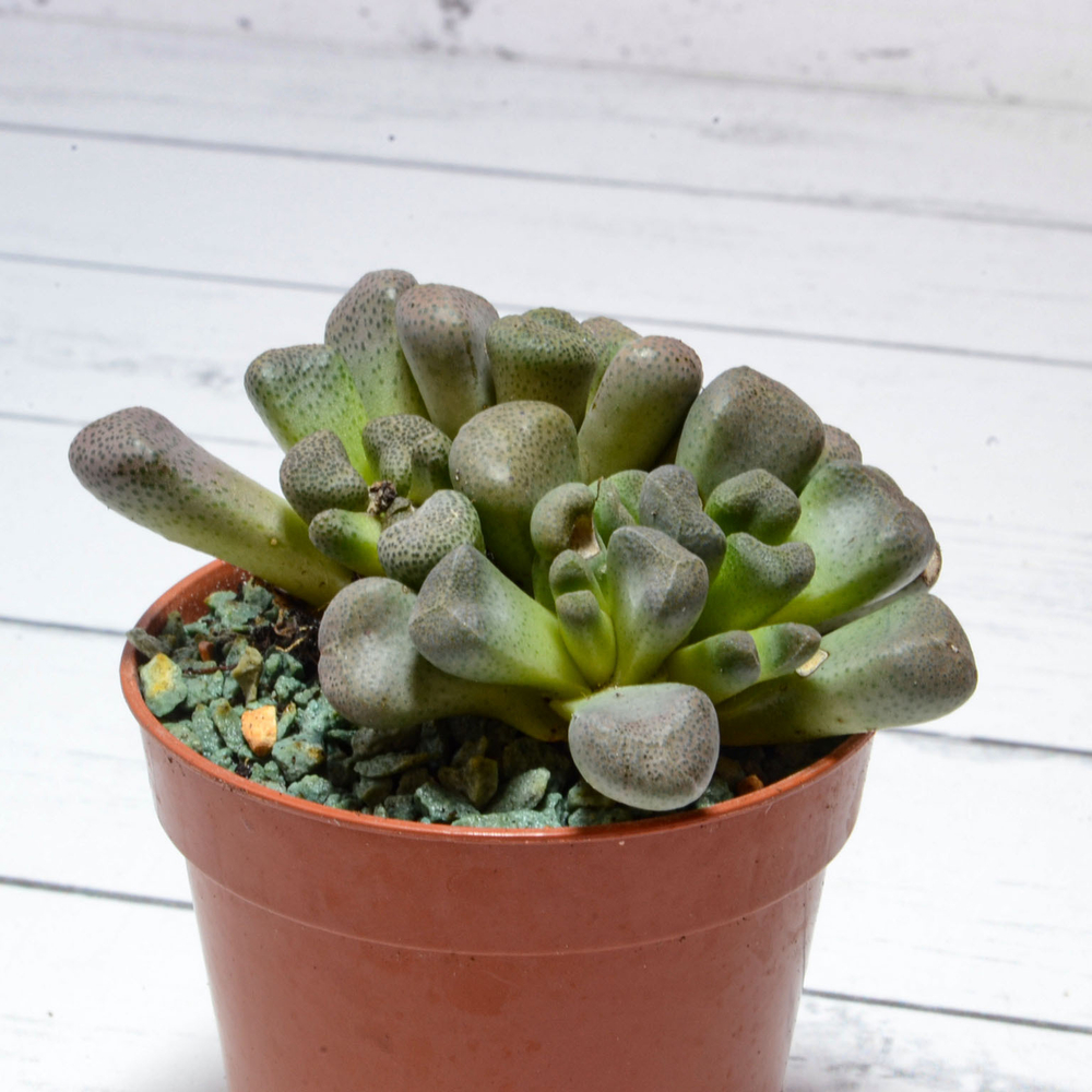 Aloinopsis schooneesii (Алоинопсис)