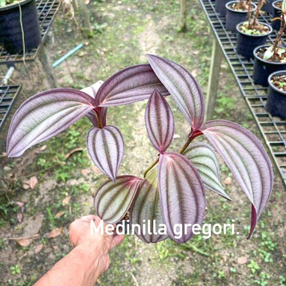 Мединилла GREGORI