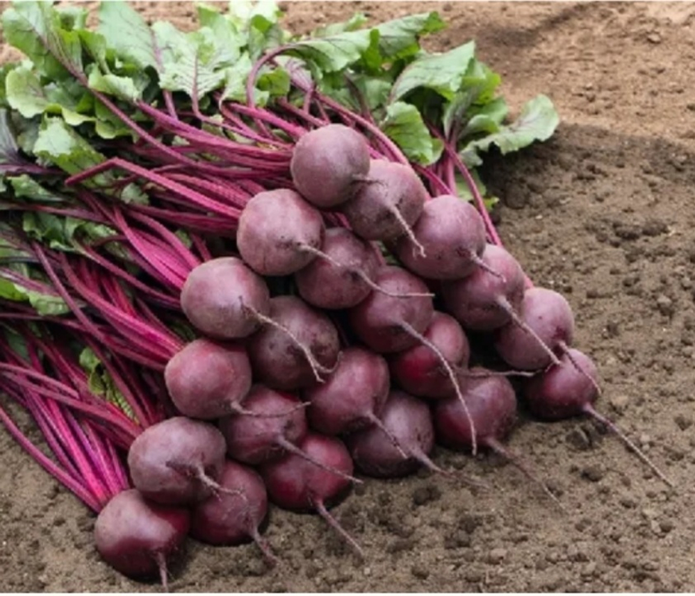 Свекла столовая Водан F1 - Wodan F1 25000 семян