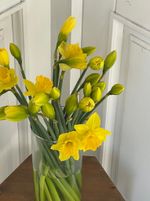 Нарцис желтый