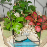 Готовый флорариум бонсай Кармона Бонсариум с озером