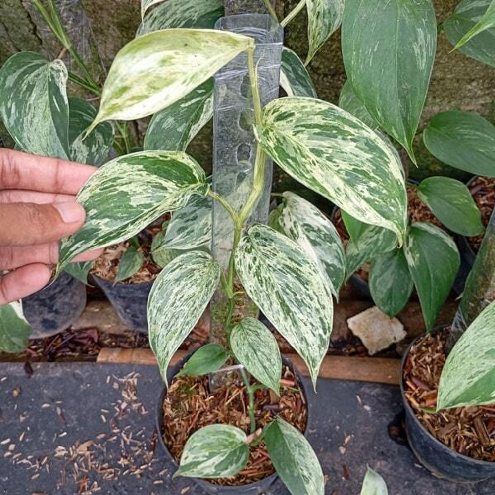 Сциндапсус BLUE ALBO SALAKA