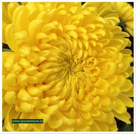 Хризантема одноголовая William sana ☘🌻 о.37 (нет в наличии)