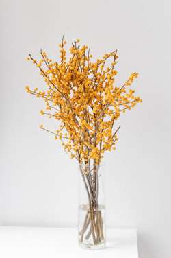 Купить ветви желтого илекса