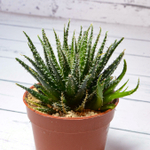 Aloe Haworthioides (Алоэ)