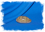Ракушка Ципрея оленёнок, Cypraea cervinetta