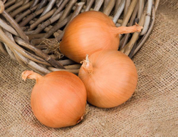 Лук-реп. Манас F1  0,5г Мировые Семена VITA GREEN