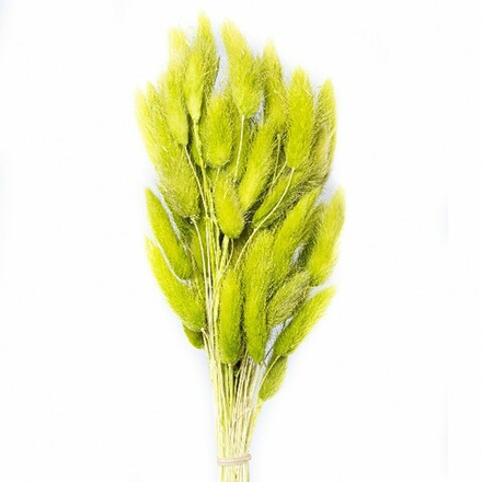 Сухоцветы ЛАГУРУС ЗЕЛЕНЫЙ