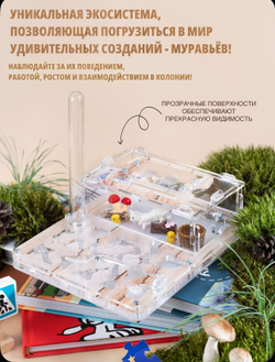 Муравьиная ферма с муравьями в подарок «Древесная»