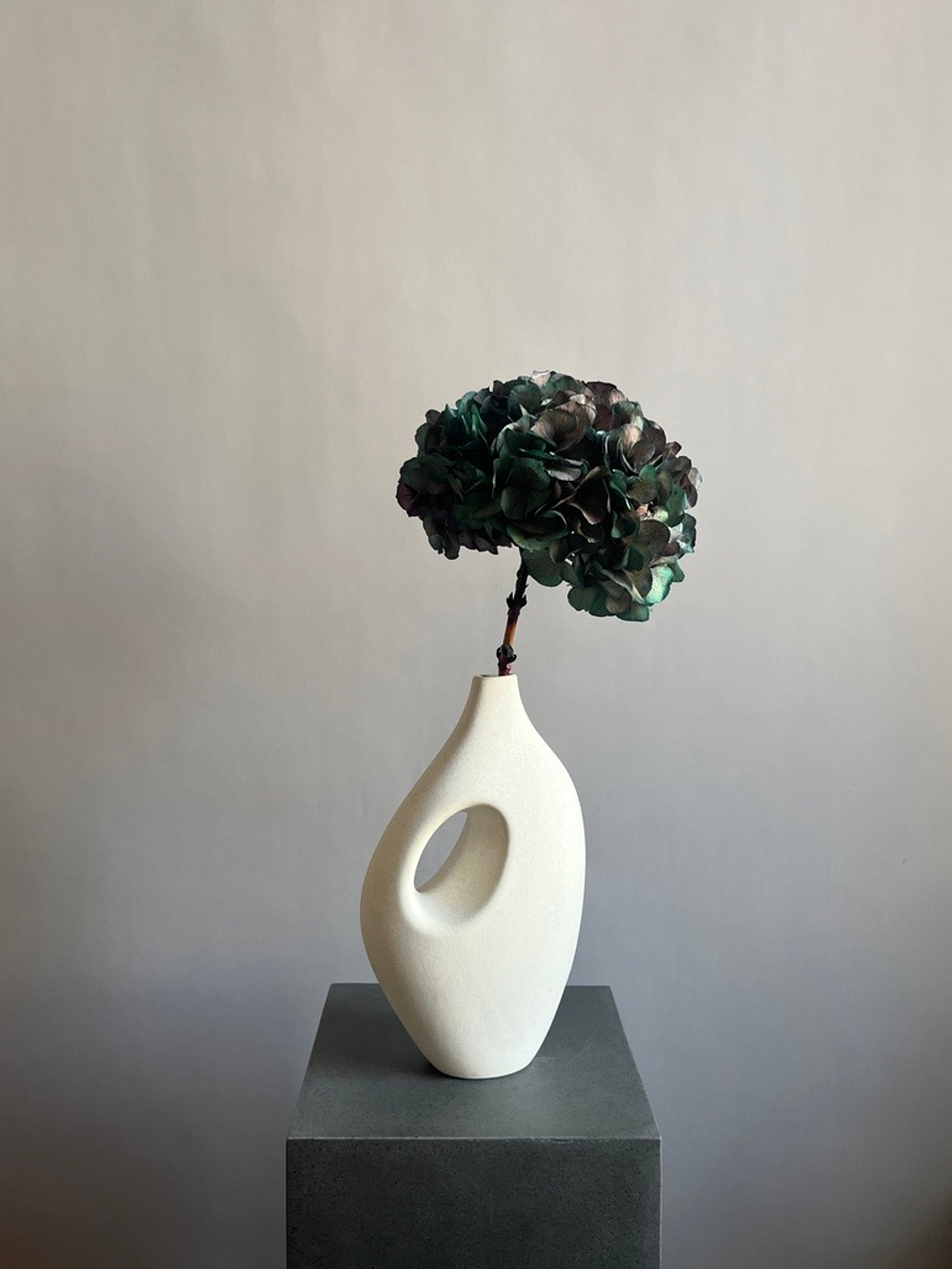 Гортензия макрофила стабилизированная фиолетовая