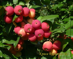 Яблоня Краса Бурятии