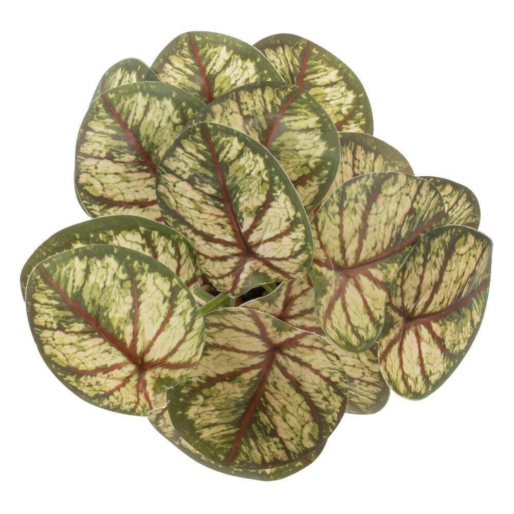 GAEM Цветочная композиция, L25 W25 H30 см, 5в.