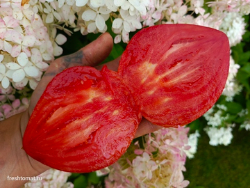 Фатер Рейн, «Отец Рейн» (Vater Rhein) сорт томата