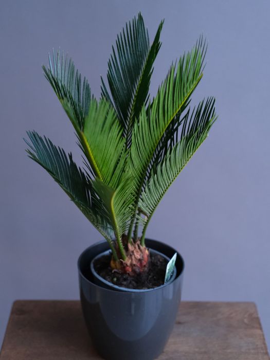 Цикас Революта (D-12)