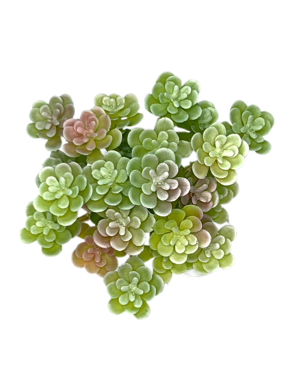 Суккулент 105 сизо-розовый