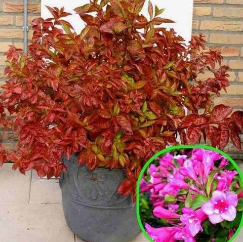 Вейгела Вингс оф Файер