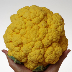 ФЛЕЙМ СТАР F1 семена капусты цветной (Syngenta | Alexagro)