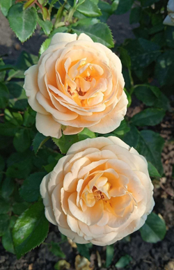 AMBER ABUNDANCE (HARFIZZ) (Амбер Эбандэнс)
