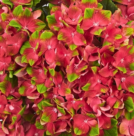 Magical Glossy Lips red/ Мэджикал Глосси Липс ред (Стандарт поставки Р9)2025г.