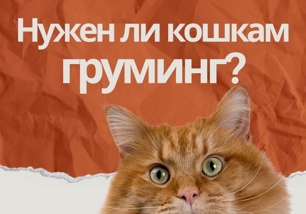 Груминг кошек: зачем он нужен и как его проводить? 🐈