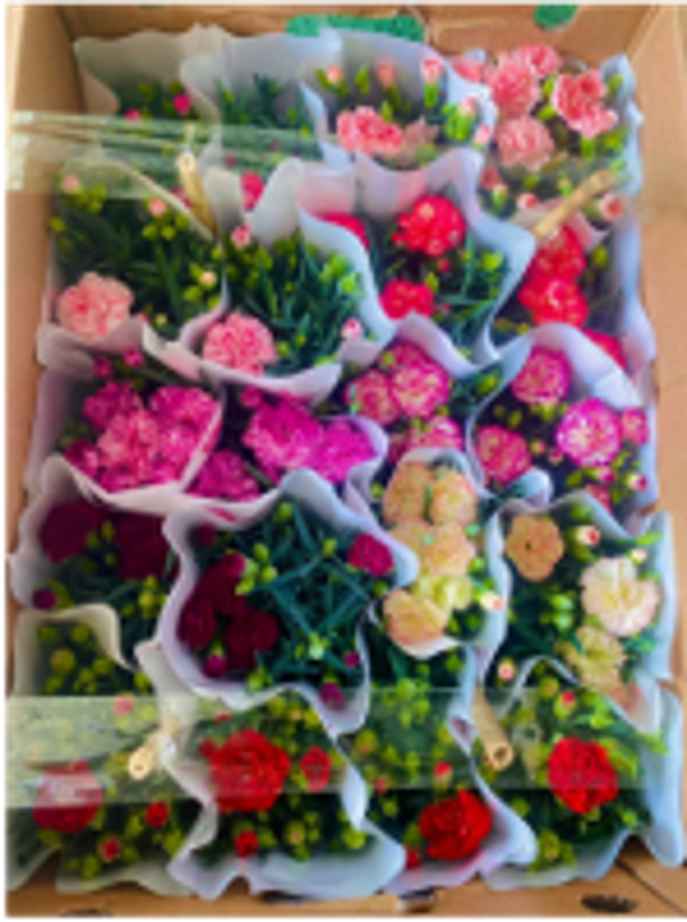 Диантус caryophyllus д.11