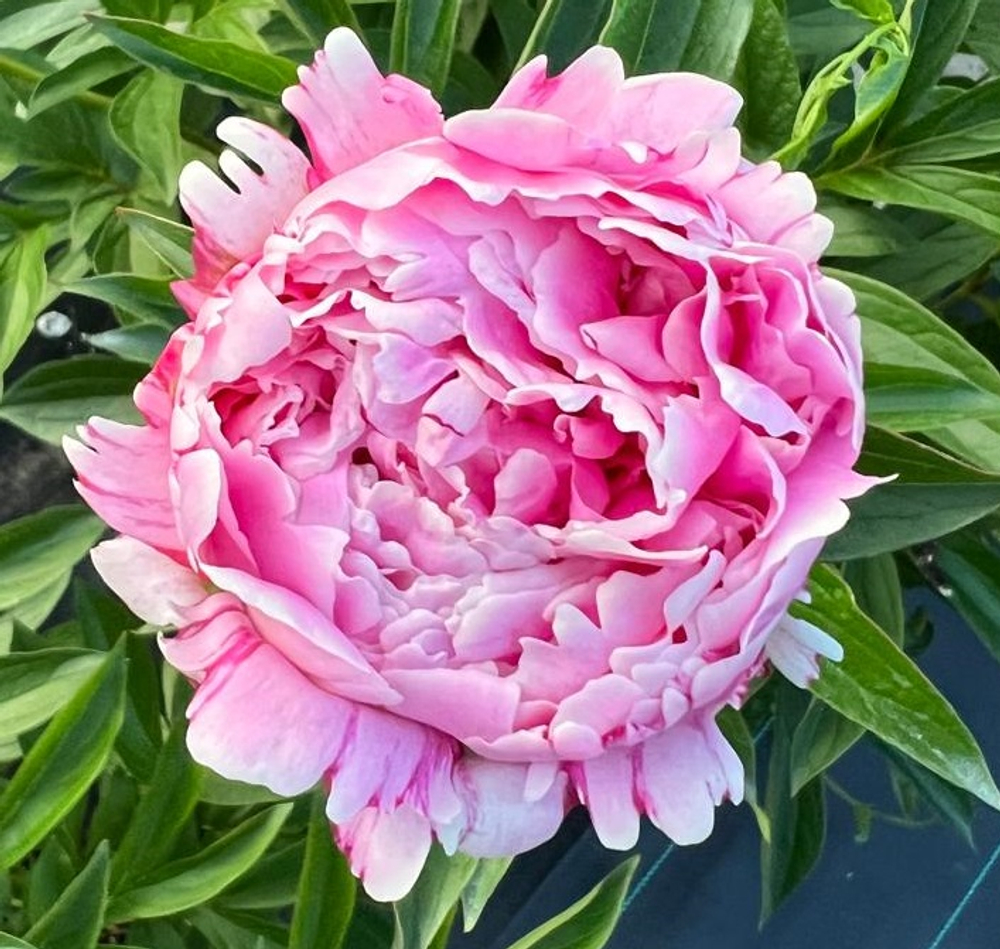 Пион Сарра Бернардт (Sarah Bernhardt)