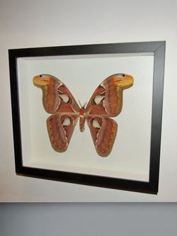 Бабочка Attacus atlas самка в рамке
