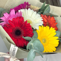 Солнечные герберы