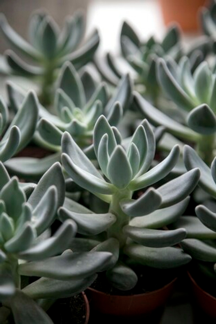 Пахиверия Сириус