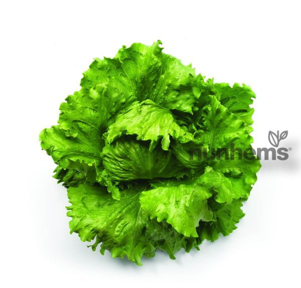 Салат Элсол (100шт) Витагрин Профи