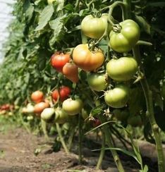 ПИНК МЭДЖИК F1 семена томата (Sakata | Alexagro)