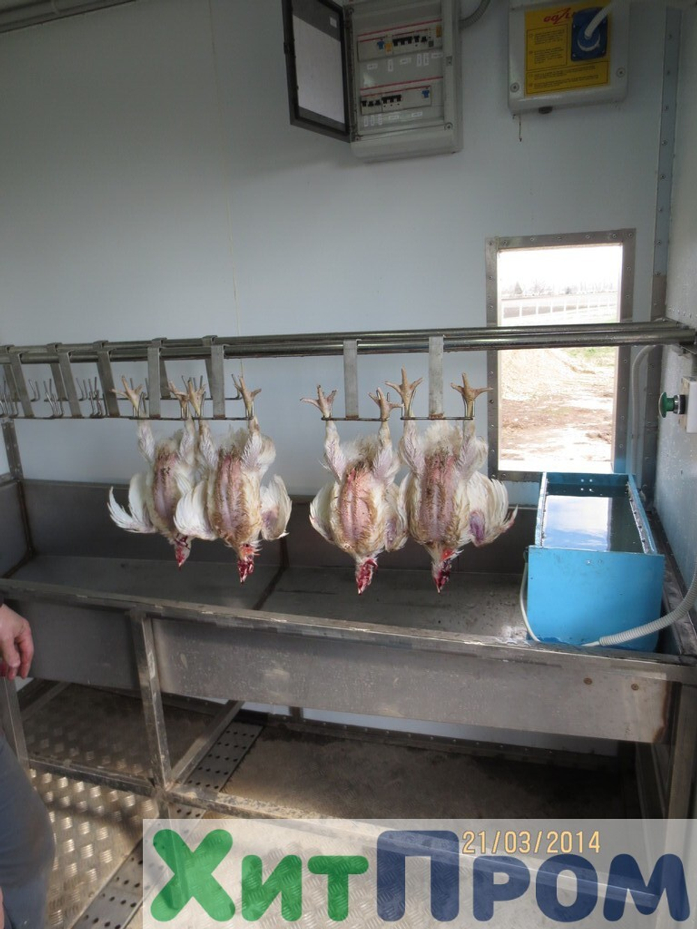 Линия убоя бройлера и несушки до 120 голов/час с вакуумным потрошением. Краснодарский край