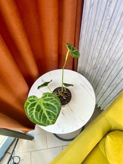 Антуриум Магнификум, D10см Н25см, 1шт, Urban Jungle