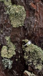 Кольцо Crystal Round с хризолитом