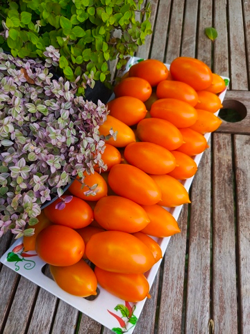 Андский рогатый оранжевый (апельсин) сорт томата